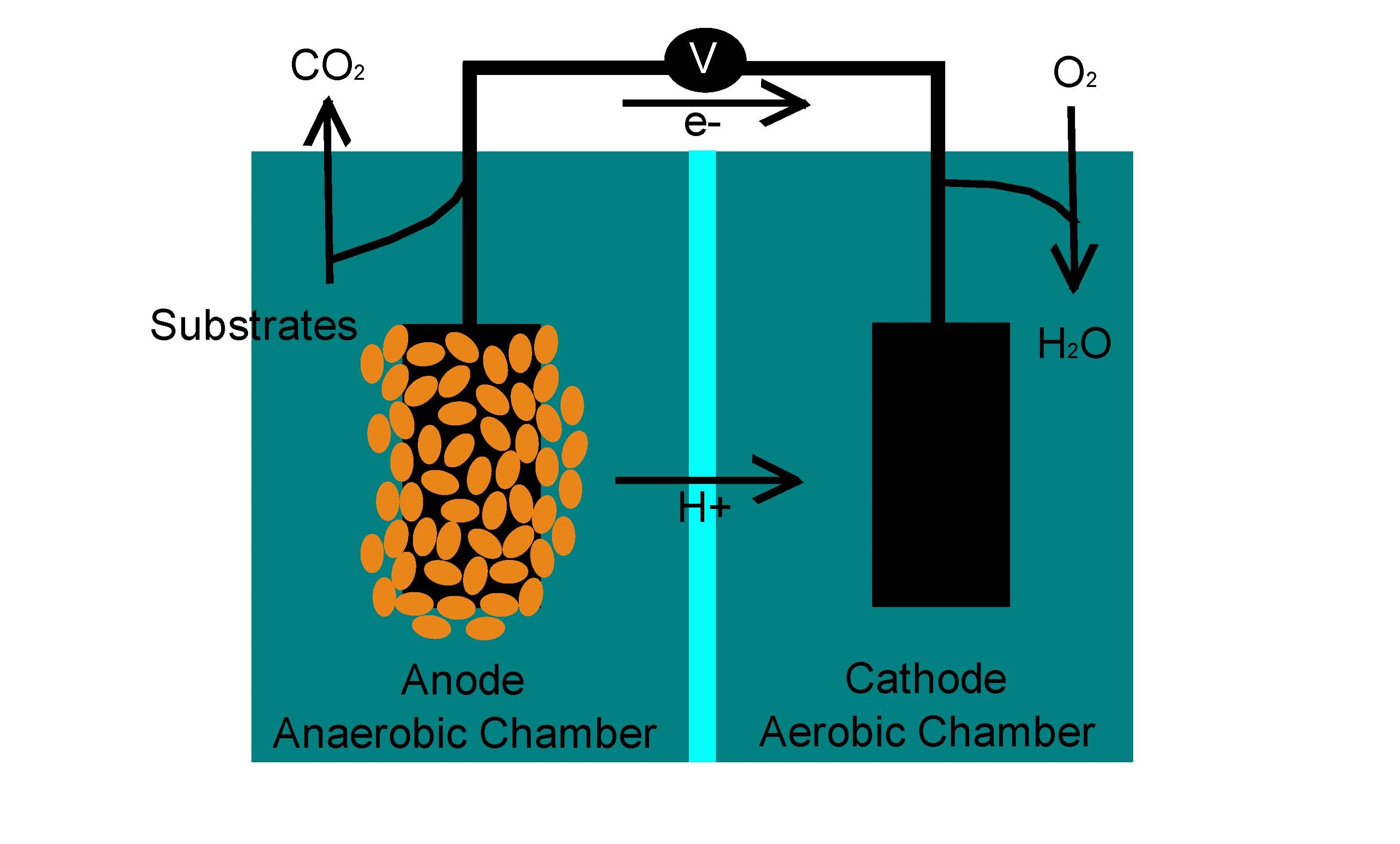 Turning Wastewater into Energy