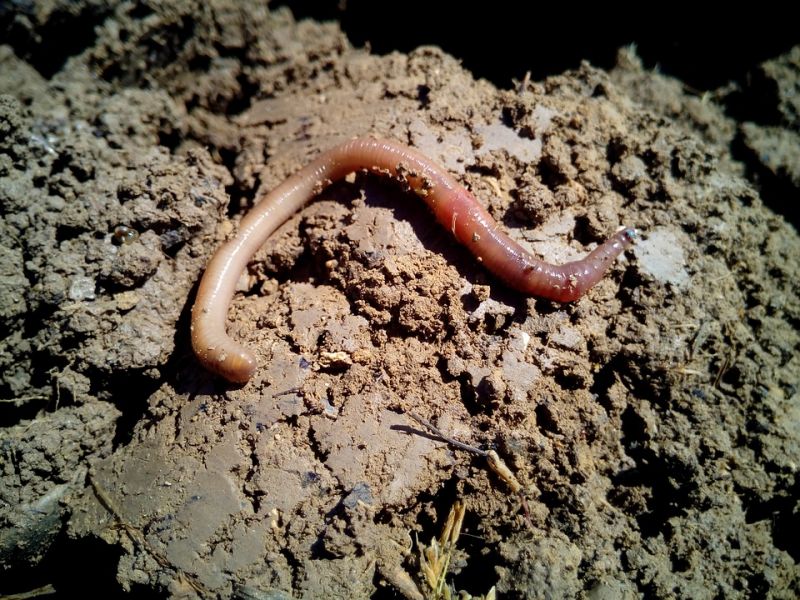 worm-1288092_960_720.jpg