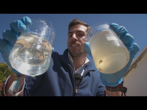 'Electric' Bacteria Can Purify Sewage Water - Fast