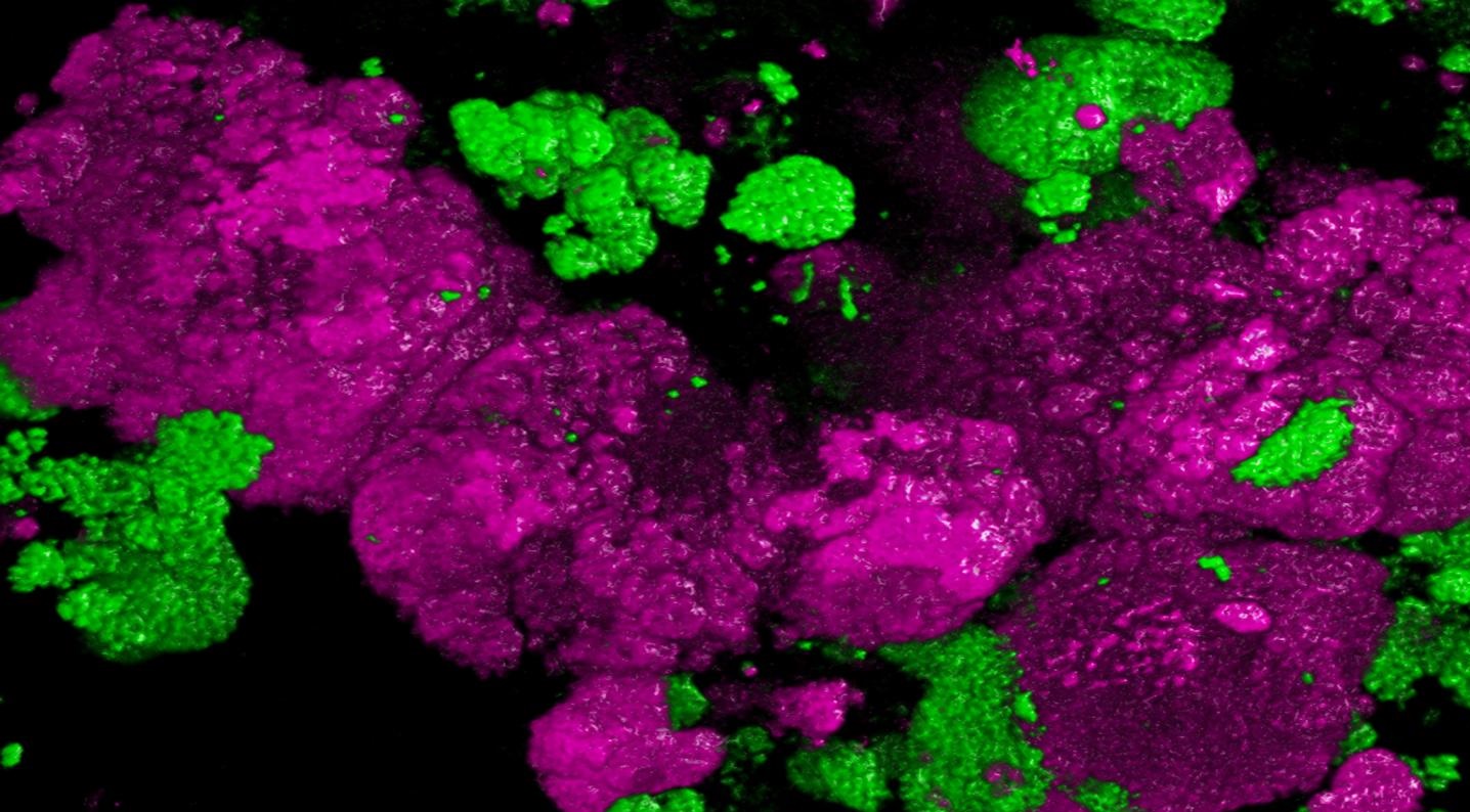 Ammonia to Nitrates in Just One Step