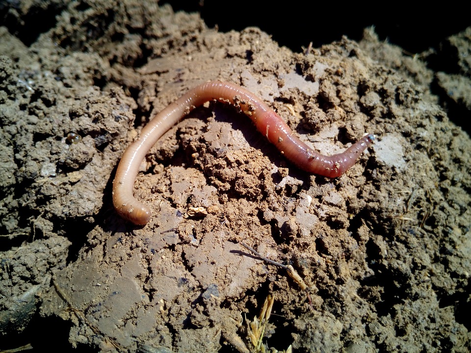 Worms are Turning Waste into Water At a Treatment Plant
