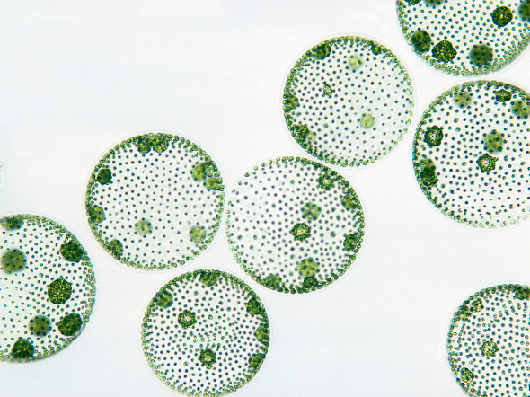 Blue-Green Algae Monitoring